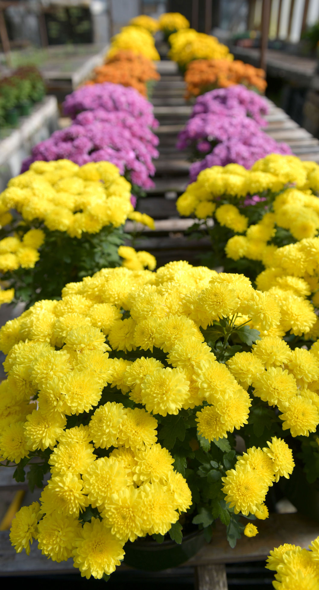 Fall Colors of Mums-04